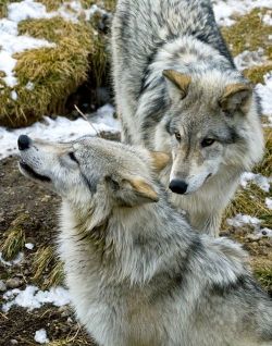 wolveswolves:  Brother and sister wolves