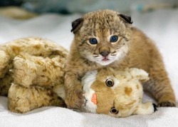 biology-online:  Lynxes (Lynx lynx) have eyesight so strong that they can spot a mouse 250 feet (75 meters) away.