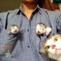 cuteness–overload:Photobombing by mama catSource: http://imgur.com/r/aww/sWAdYFeDo you like cu