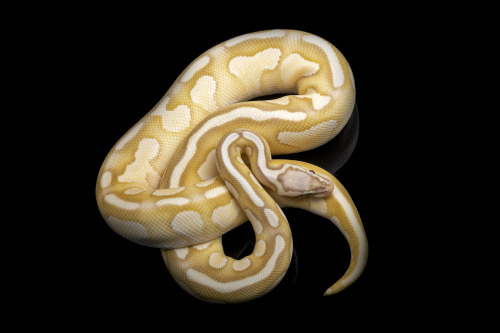 Æther, banana butter ball python