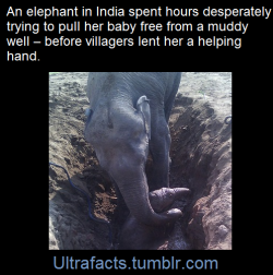 little-red-riding-wood:  ultrafacts:  The determined mum refused to leave her calf, first using her trunk and then her feet in a bid to haul her precious baby to safety.Unfortunately the frantic mother elephant made matters worse by accidentally pushing