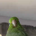 pastelparrotlet avatar