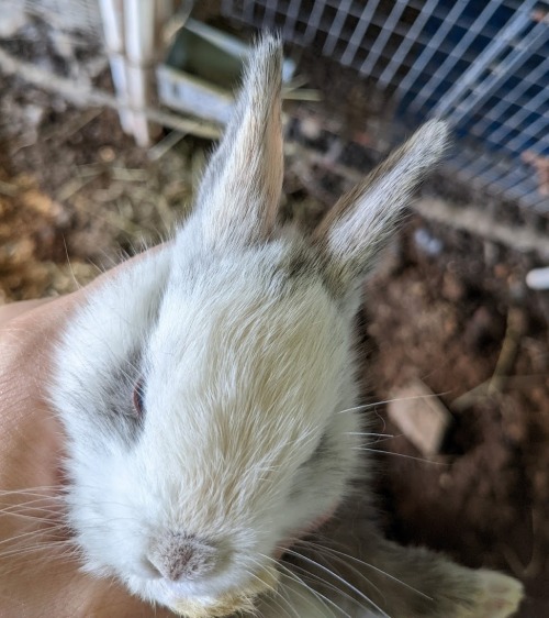 four orangies from stormy’s litter   and that bottom right one is a satin