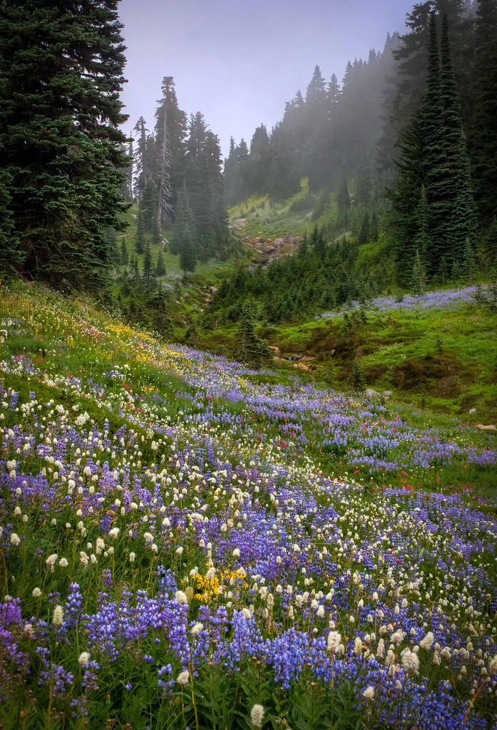 methexys:  Misty Valley (by Fresnatic) 