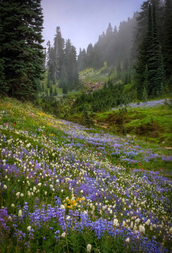Methexys:  Misty Valley (By Fresnatic) 