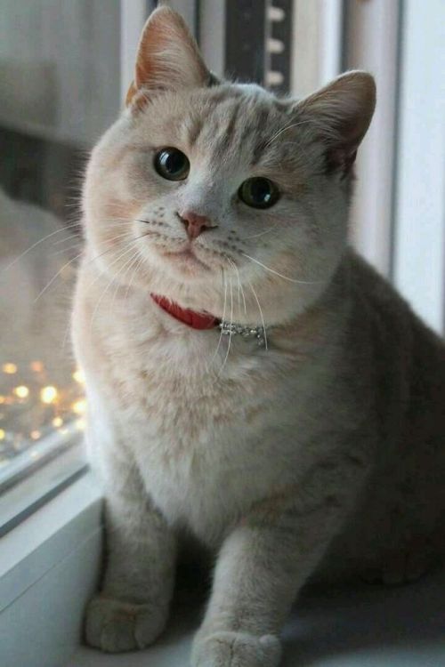 prettytoastyqats:coolcatgroup:awwsfordays:Cutest cat ever!Chumby marshmallow he’s so soft, he looks 