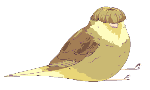 project-bird-empire:Bird of the Week! this week: gloster canary patreon | twitter