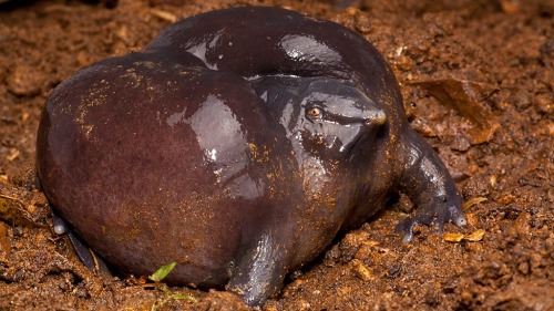 Todays Funky Frog Of The Day Is: Nasikabatrachus Sahyadrensis! Commonly Known As The Purple Frog Or The