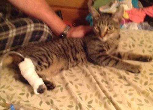 pitbulled:  ***SIGNAL BOOST*** Please help this kitty! This kind person saved his life and now desperately needs help to pay for his vet bills.  “I was taking the garbage out a few nights ago and I heard a crying coming from inside the dumpster,