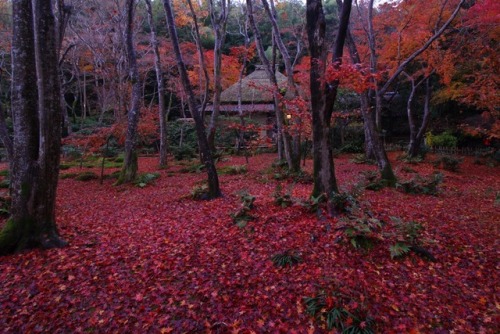 Porn Pics chitaka45:祇王寺 Gioji temple