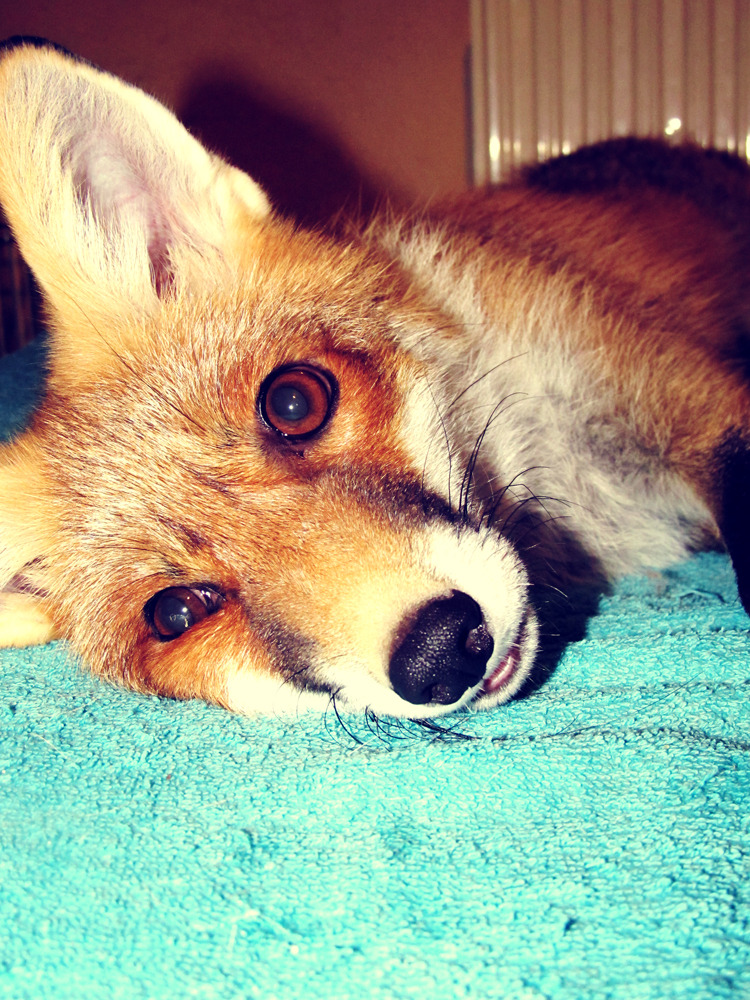 eshu-the-vixen:  Herpy derp fox.   Recently realized how much it helps to have her