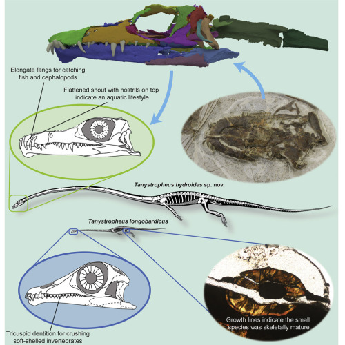 Tanystropheus is two species now!? And it’s more or less confirmed aquatic?! And the new species is 