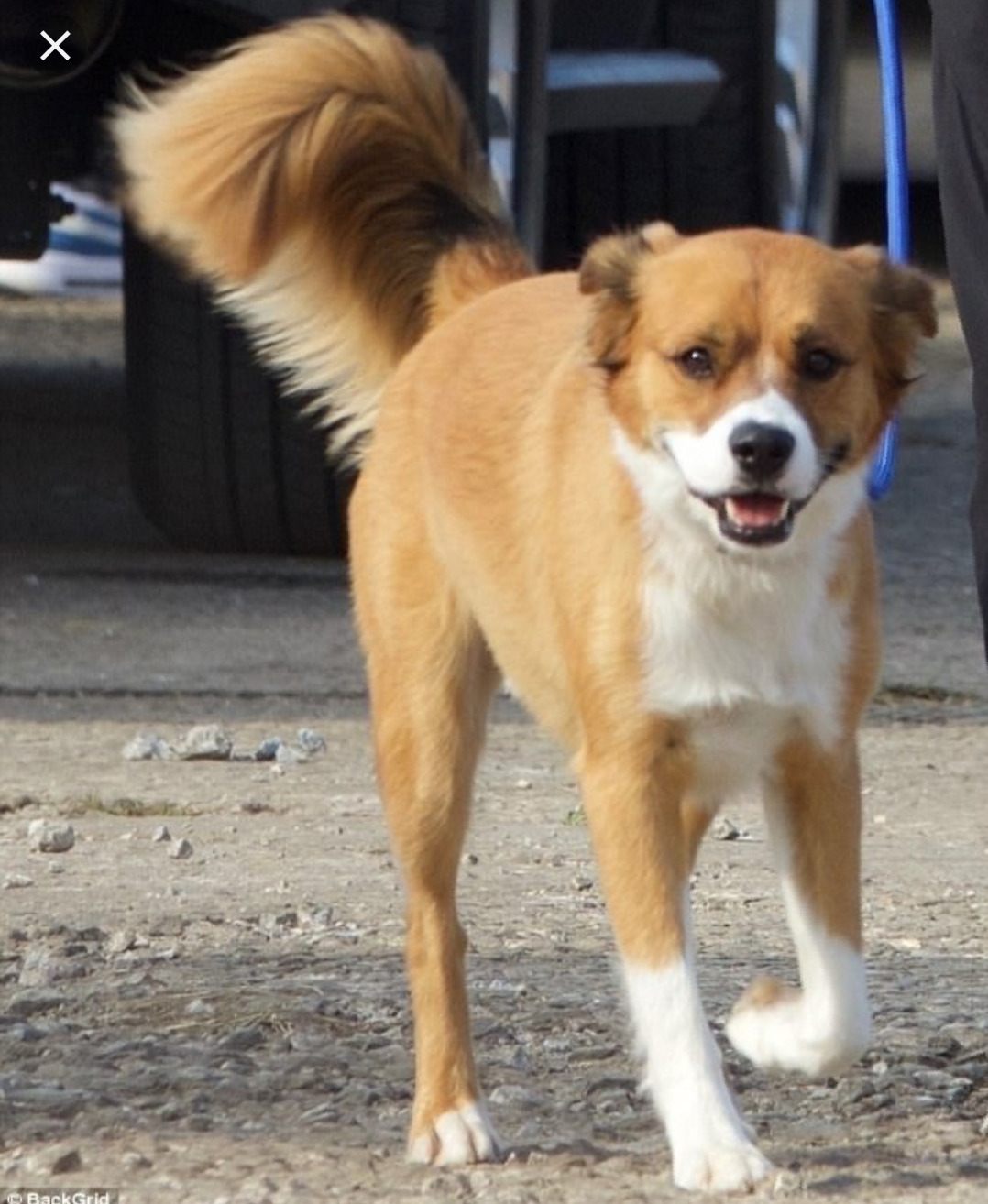 whiskey-cokenfanfic:  As much as I love Chris, Dodger has my whole heart! Look at him.MagnificentJust perfect.Heckin superb you funky little pooch.