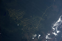 earthstory:  Trees of deathThis photo by Astronaut Alexander Gerst taken from the ISS captures trees growing in a part of the Amazon rainforest, but the type of tree is quite ironic. These are trees of deforestation. In this rainforest, deforestation