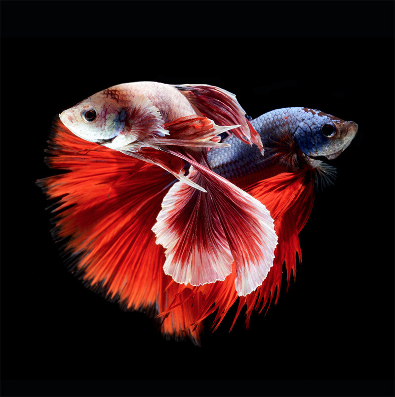 from89:Siamese Fighting Fish by Visarute Angkatavanich