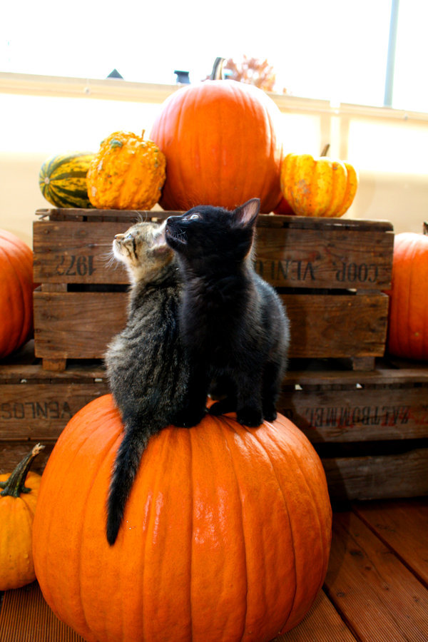 electric-daisy-forest:  autumntail:  halloween - stock. by ramona-stock  omg😻