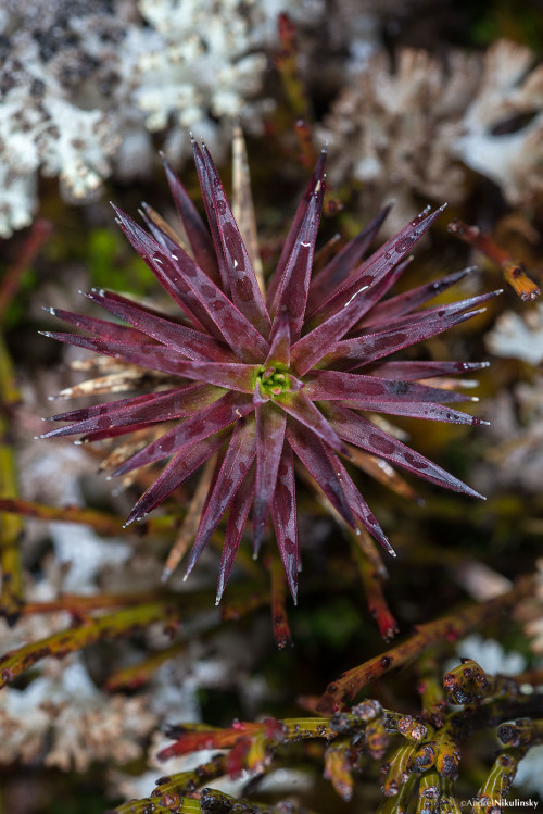 clusterpod: Richea scoparia Wylly Plateau, Southwest National Park, Tasmanian Wilderness World Herit