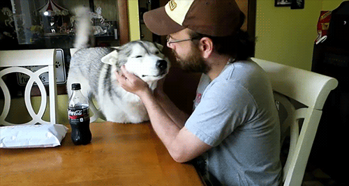 Snow Dogs Vlogs - HUSKY SMILES