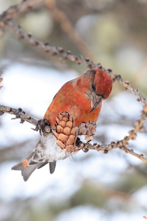 Red Crossbill (Loxia curvirostra)&gt;&gt;by Christiano47
