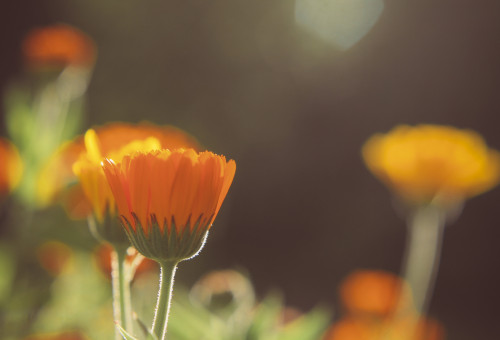  Abendsonne im Garten 