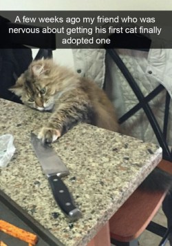 animalsnaps:  Cat snaps