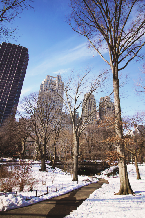 photographsfromfaraway:Winter in Central Park 