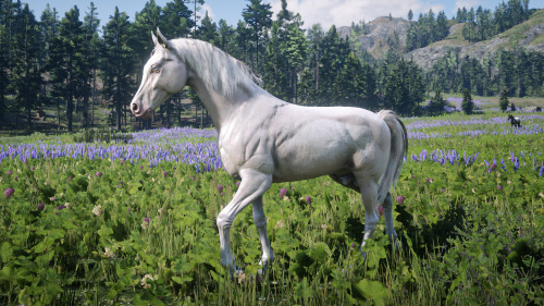 Red Dead Redemption 2 Gang Horses