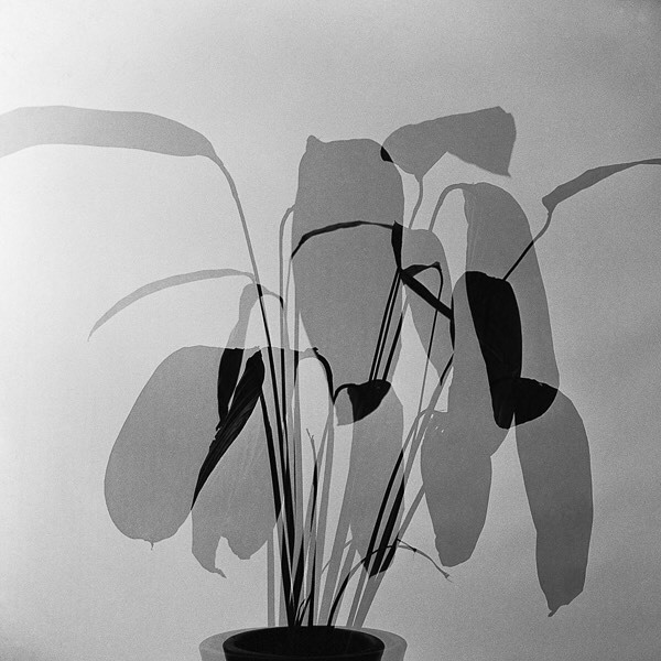 hauntedbystorytelling:  German Lorca :: Foliages, 1960. Gelatin silver print from