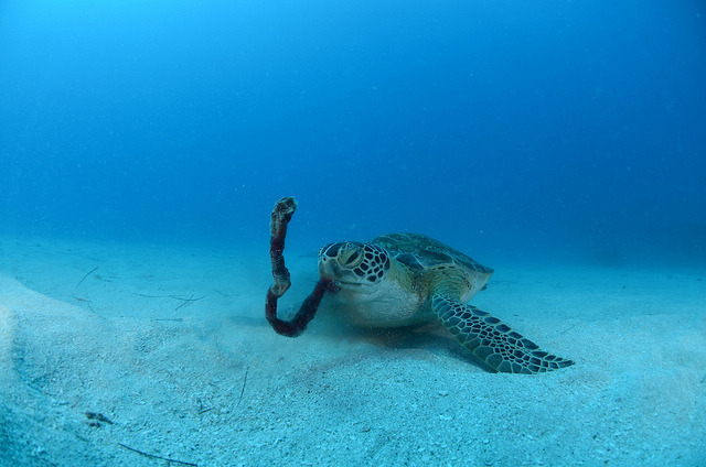 thelovelyseas:  Green turtle enjoying a piece of sponge by Ocean Explorers St. Maarten