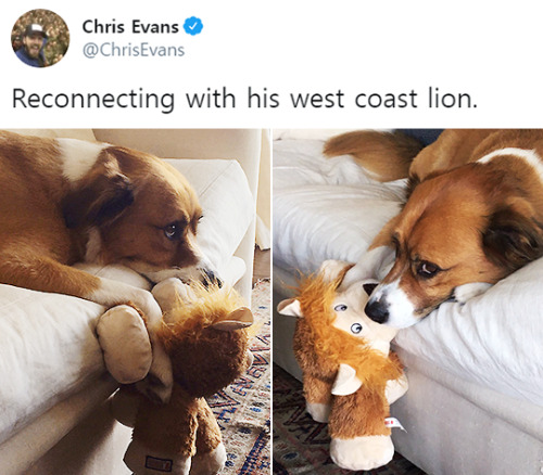 forchrisevans: chris evans and dodger in 2019