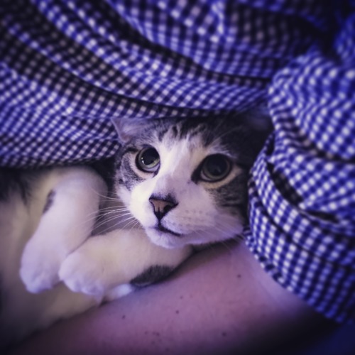 fuckyeahfelines:  Oh come on.(submitted by  upside-dizzity)