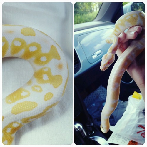 went to reptile expo today and came home with a new baby boy (´・ω・｀)I need help naming again;;