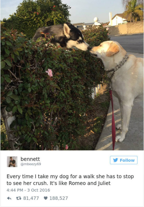 sensationalsparrow: wwinterweb: The Best Dog Tweets of 2016 (see 30 more) That last one…