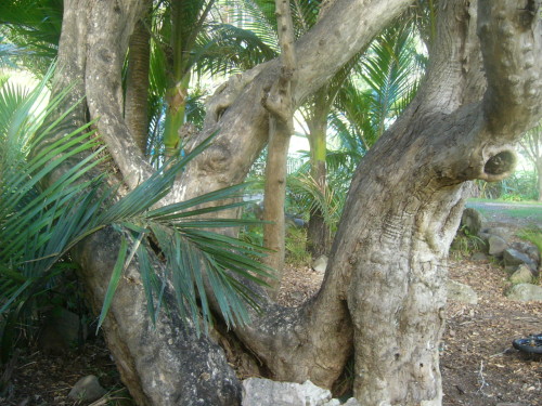 citrus-blast: My photo I took when I was at Great Barrier OPC