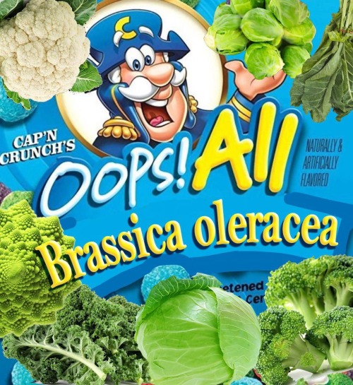 Brassicas Compilation
