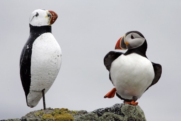dykelliewilliams: willow-wanderings:  castle-engineer:  all-aboard-the-bane-train:   mmmmmistilllikepotatosalad:  OMFG.   Very curious doggo    Reminder that puffins are extremely social and like to fit in with their friends, so they will adopt mannerisms