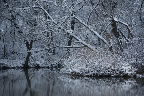 winter forest