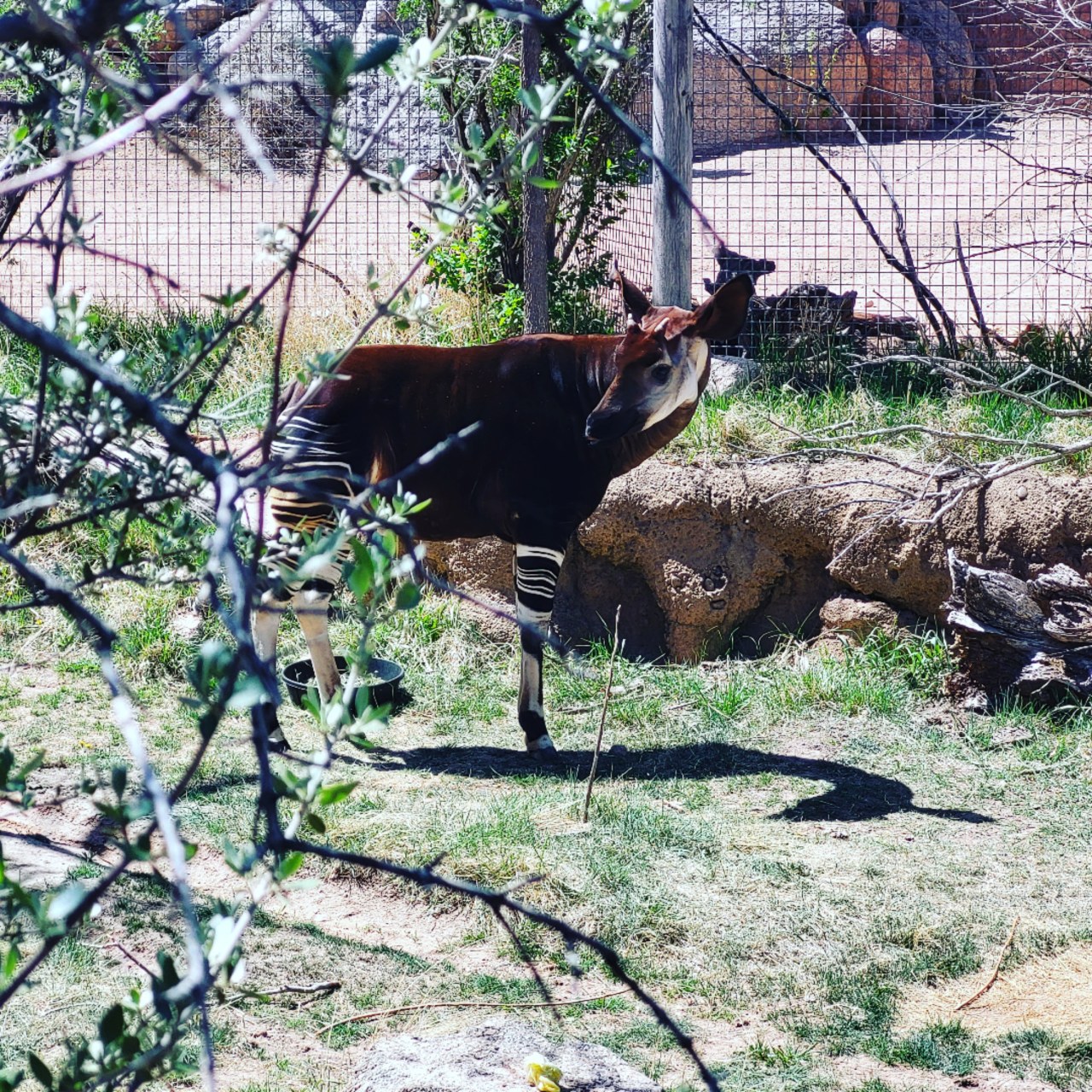 Here’s my favorite animal from the zoo yesterday, the beautiful okapi