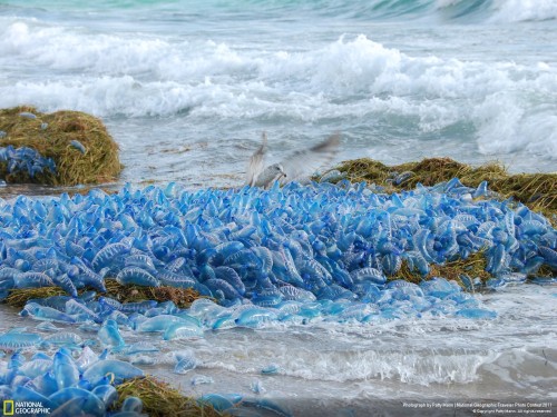 scienceyoucanlove:  Portuguese Man-of-War The Portuguese Man-of-War is a jelly-like marine animal but it’s no jellyfish. In fact, these sea creatures are four different polyps that rely on each other to survive. Man-of-Wars are well known for their