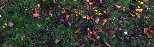 regnum-plantae: Crocus spp., Iridaceae C. flavus, C. vernus, C. vernus albiflorus, C. vernus ‘pickwick’ With some species and varieties of Crocus, I continue with the early-flowering geophytes I observed in this period. These are not from a botanic