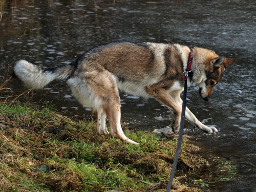 the-little-wolfdog:Why does this particular piece of turf deserve to suffer? Kira, you brute