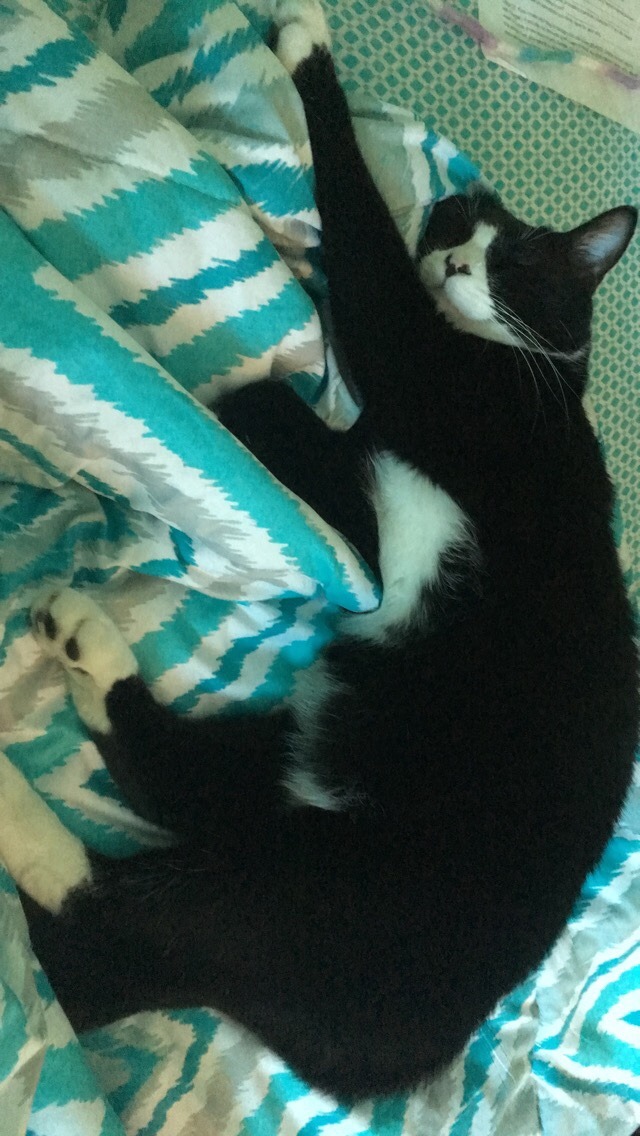 fuckyeahfelines:  he sleep(submitted by  mijime)