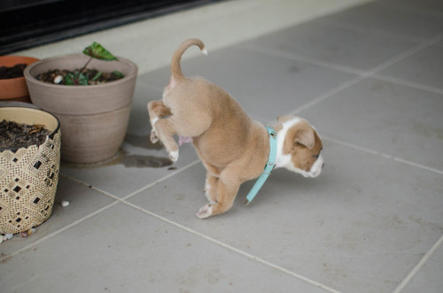 sidetongue:sidetongue: parkour?? IF ONE MORE OF U COMMENTS BARKOUR I SWEAR TO HECK