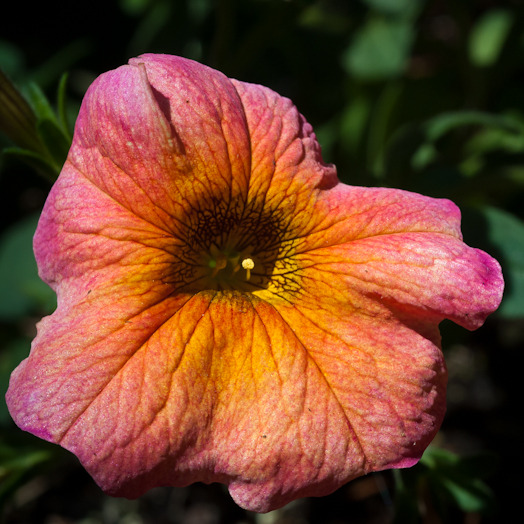 Petunia, Sunsatia Terra Cotta, Balcony Garden, Hunter Hill, May 13, 2014