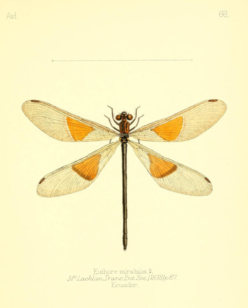 Dragonflies from “Aid to the identification of insects” by Charles Owen Waterhouse, V. 1, 1880-90. L