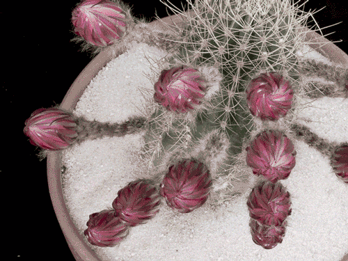 wnq-writers:  culturenlifestyle:Echinopsis adult photos