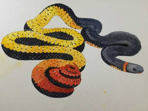 bitterpoptart:@william-snekspeare hello I just felt like sharing the snake I drew. I love ringneck s