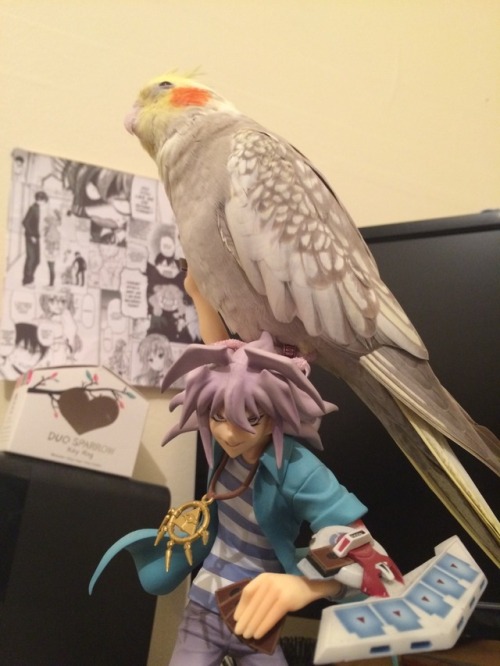 [Image: Kairi the cinnamon pearl cockatiel perched on top of a figure of Bakura from Yu-Gi-Oh!]She l