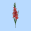 gracefulgladiolus