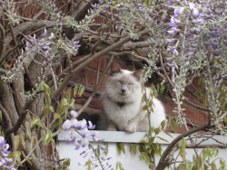 asterixcat: The wisteria around my house is in bloom again and my cat loves nothing more than basking in the shade under them. 
